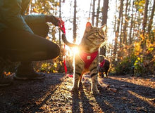 Charger l&#39;image dans la galerie, Harnais pour chat Camo - ADVENTURE KITTY HARNESS - RC Pets - Boutique Le Jardin Des Animaux -CollierBoutique Le Jardin Des Animaux#538 - 035 Camo

