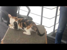 Charger et lire la vidéo dans la visionneuse de la Galerie, Meuble Cubo Tower Vesper – gris, arbre à chat

