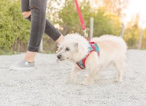 RC Pet Harnais Step In Cirque Mulberry - Boutique Le Jardin Des Animaux -HarnaisBoutique Le Jardin Des Animaux65401083