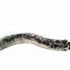 Schum-Tug jouet pour chat en peluche - Boutique Le Jardin Des Animaux -jouet chienBoutique Le Jardin Des AnimauxSCG50084